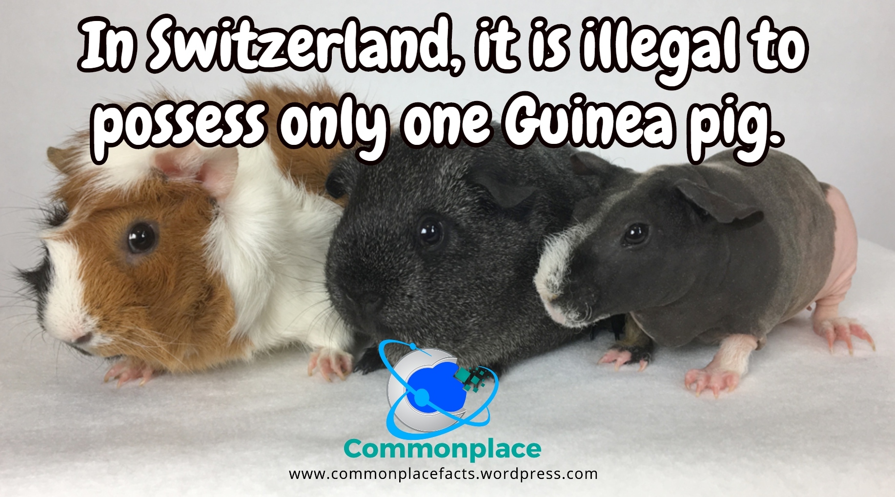 No Lonely Guinea Pigs 1 In Switzerland, it is illegal to own only one Guinea Pig.