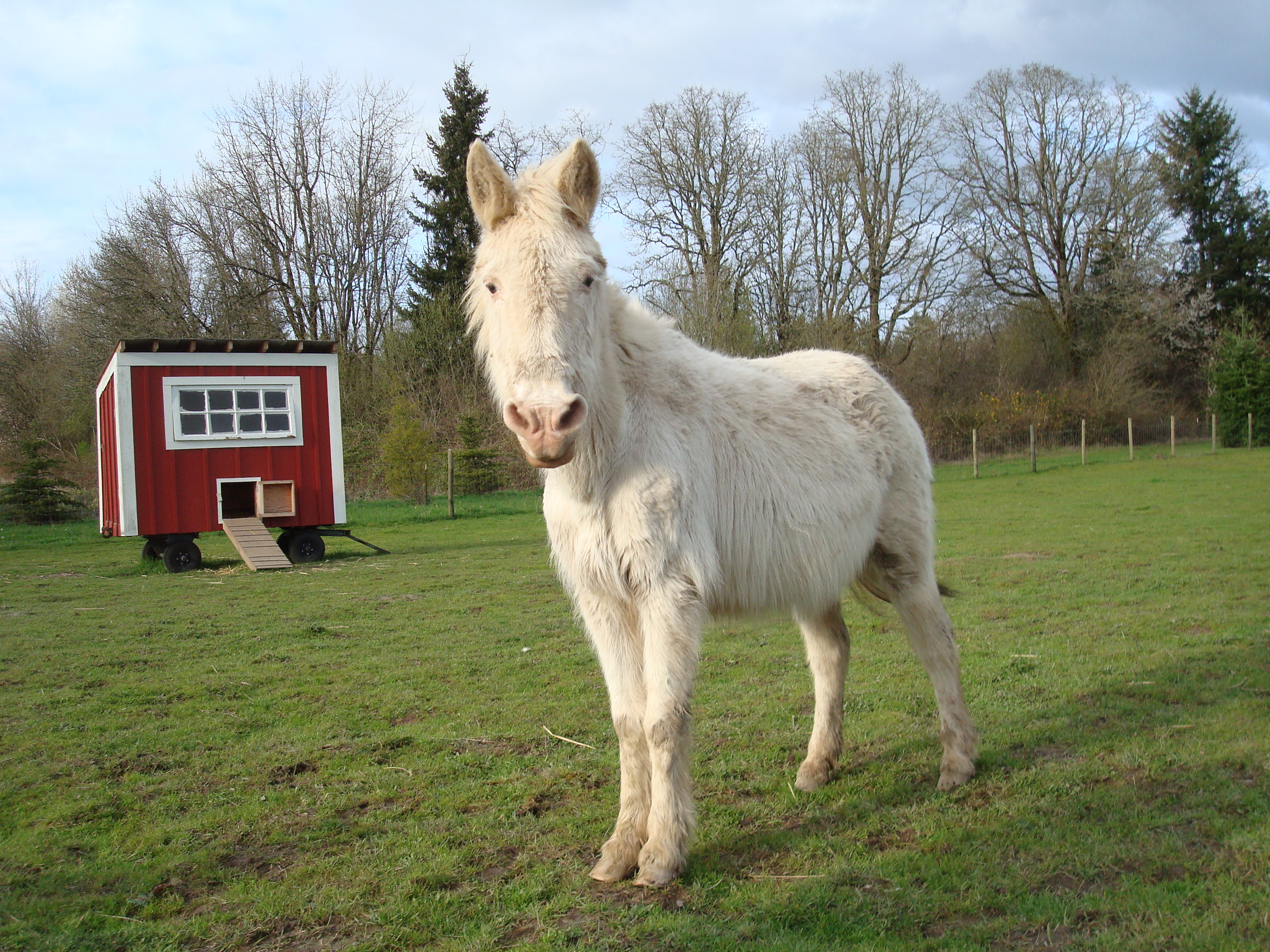 As Stubborn as a … Hinny?
