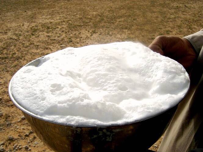 Can You Get Over the Hump and Drink Camel Milk?