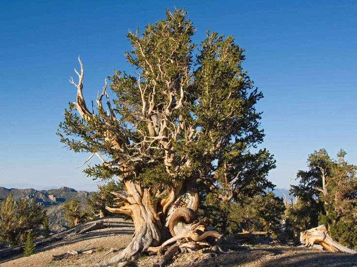 The Bristlecone Pine That Is Older Than Methuselah