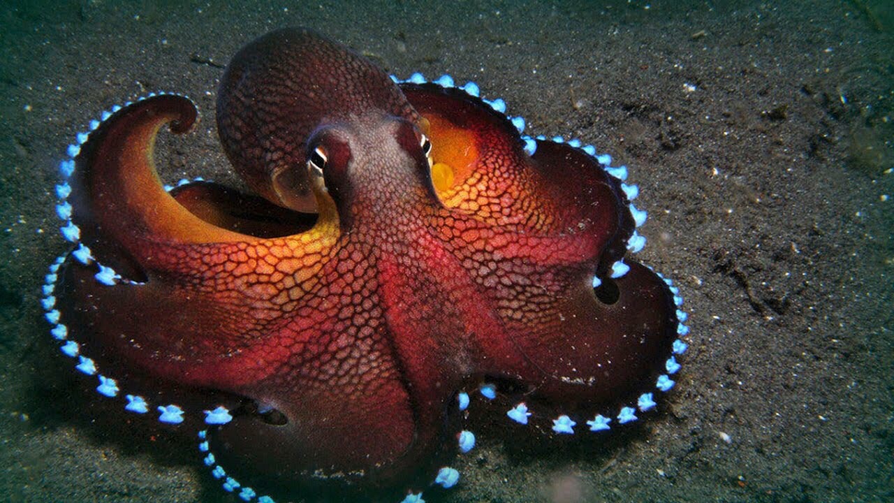 The Octopus: 11 Freaky Facts