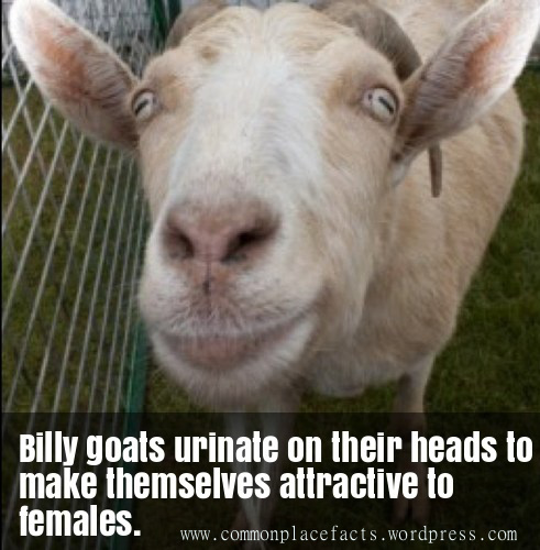 Eau de toilette — From a Goat’s Perspective