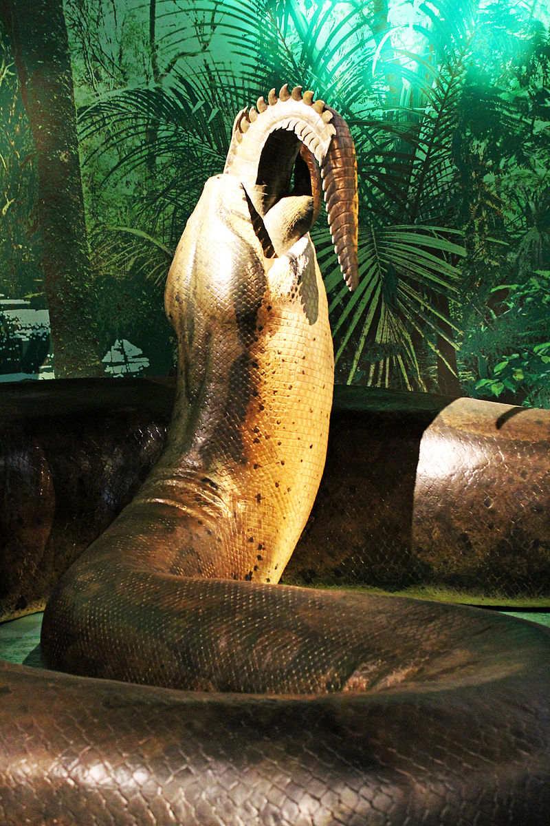 Meet the Horrifying Largest Snake Ever: the Titanboa