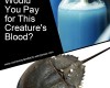 value of horseshoe crab blood