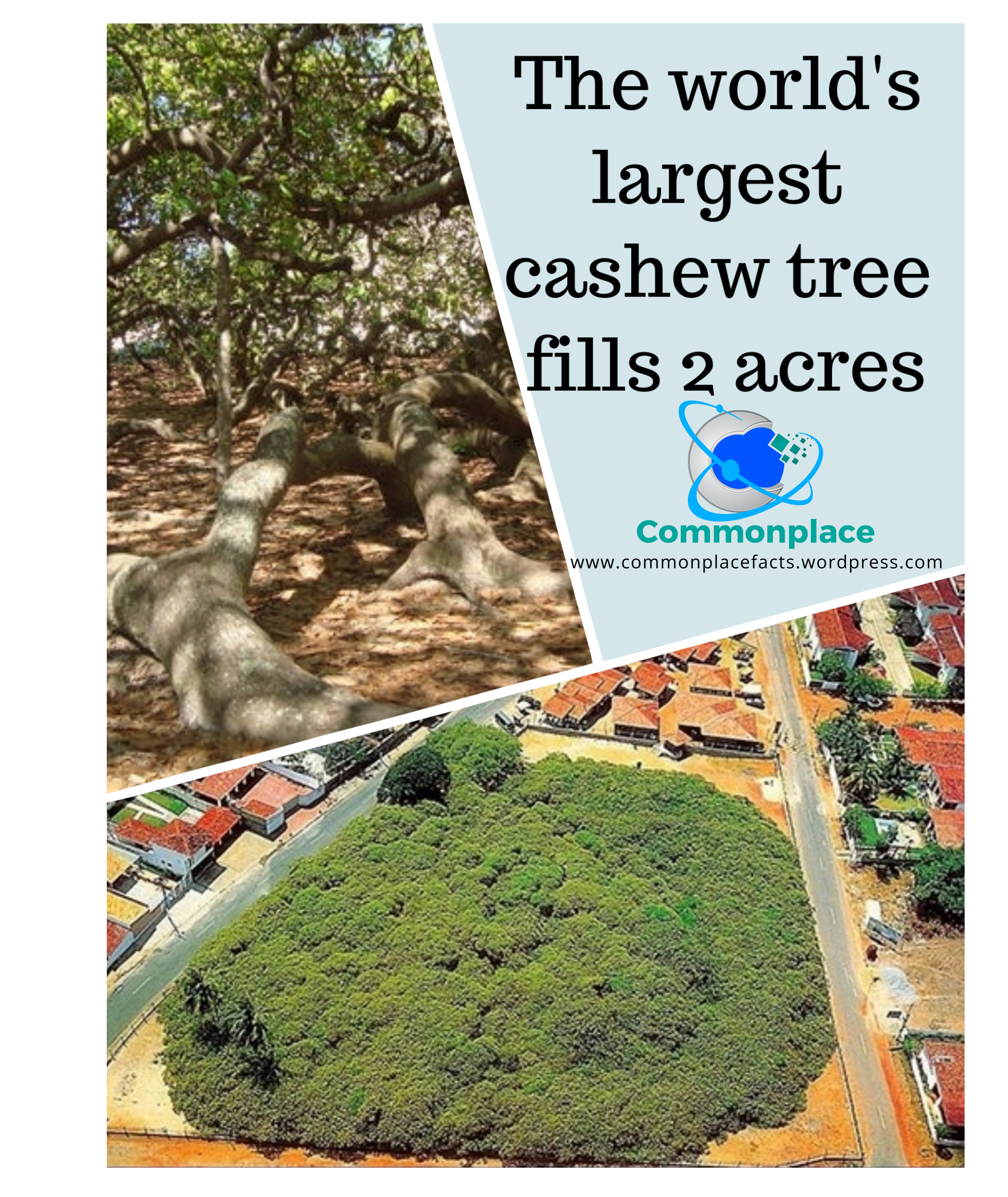 The Size of This Cashew Tree is Just Nutty
