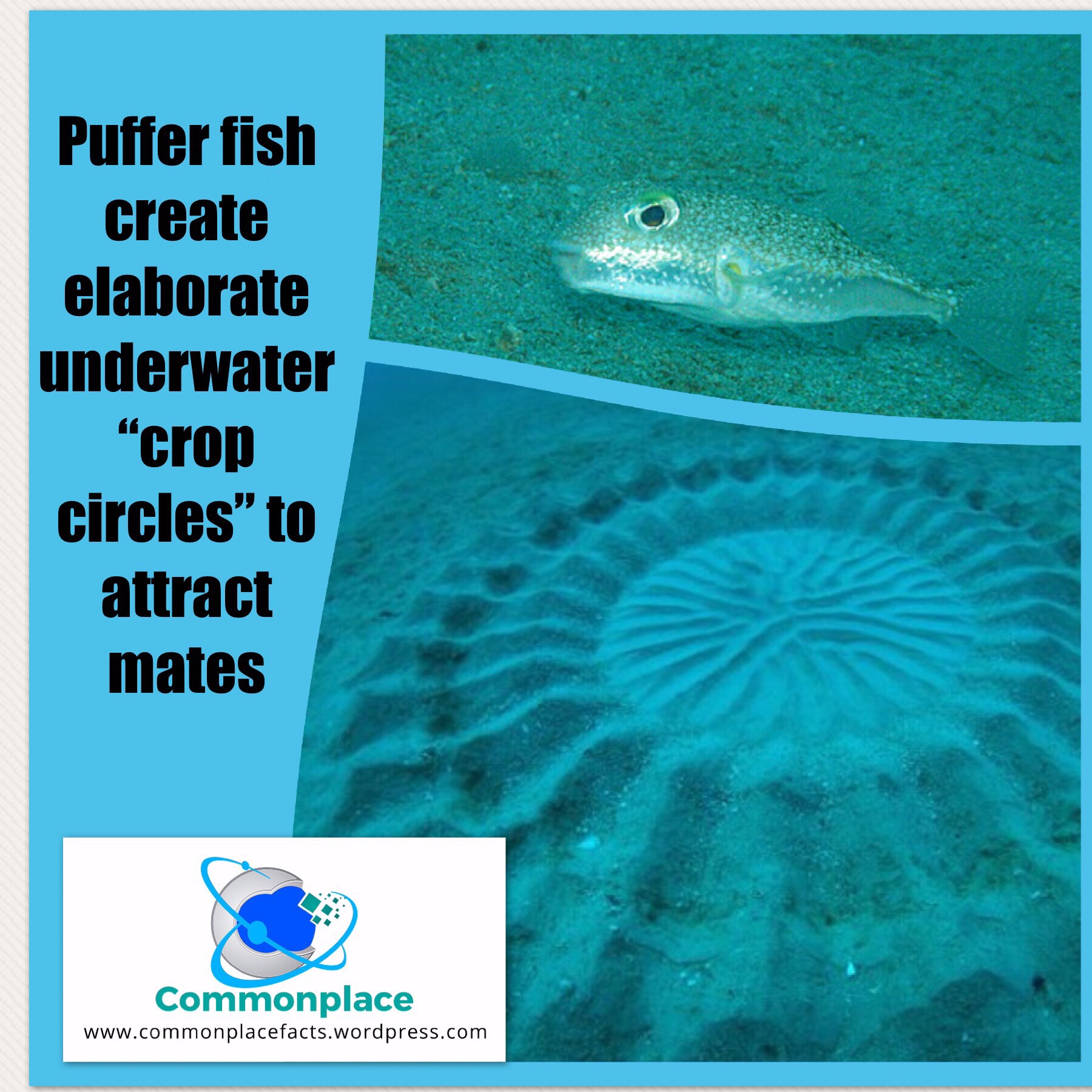 #cropcircles #pufferfish #natureart #funfacts