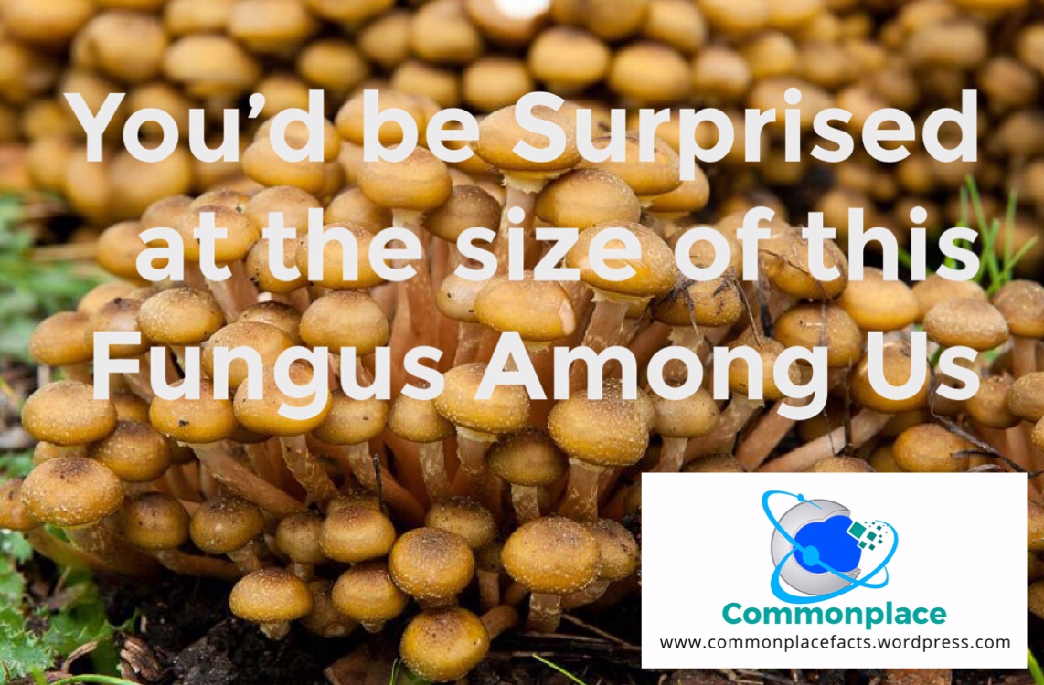 #nature #mushrooms #science #biology #funfacts