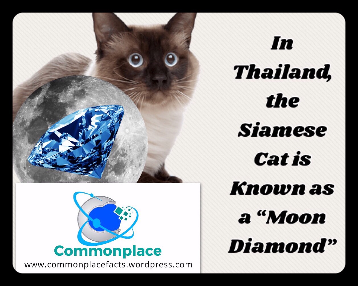 Meet the Moon Diamond Cat