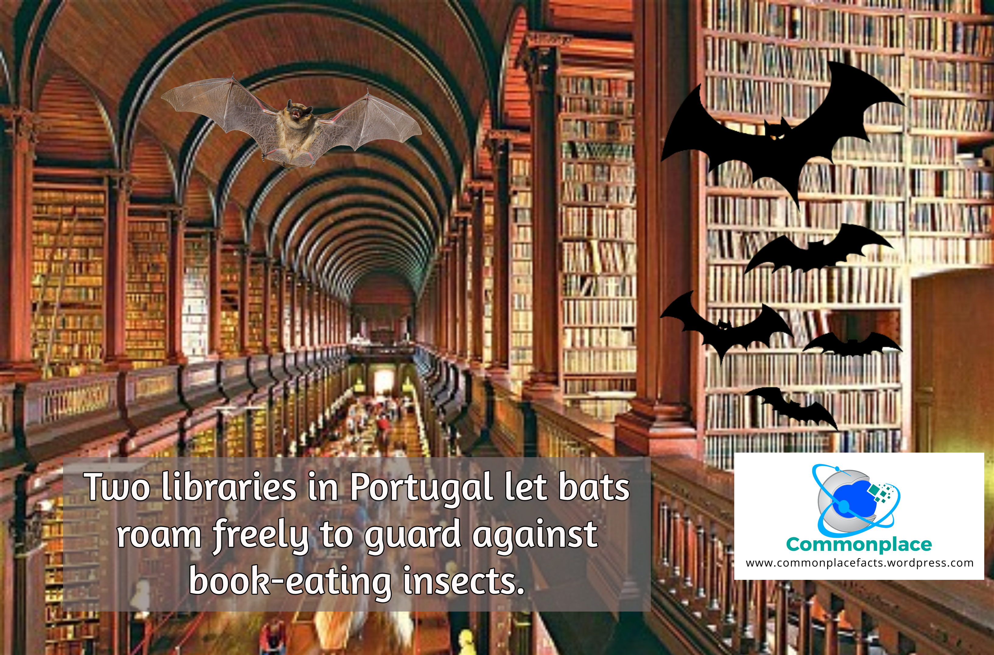 #books #bats #libraries #Portugal #PestControl