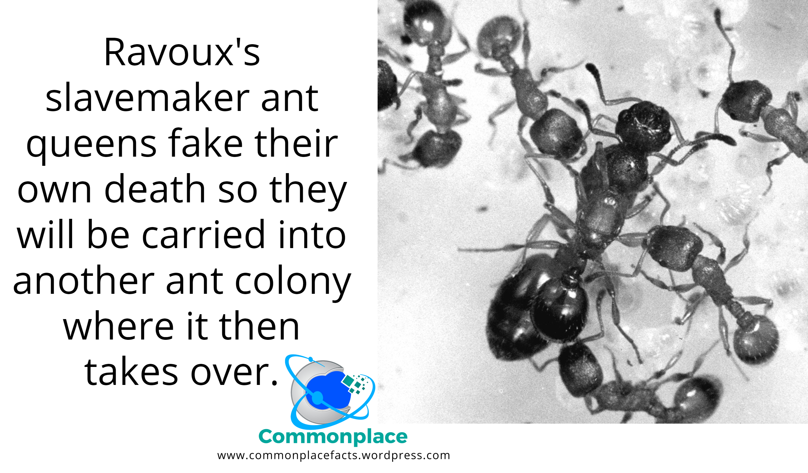#Ravoux'sSlavemakerAnt #ants #insects