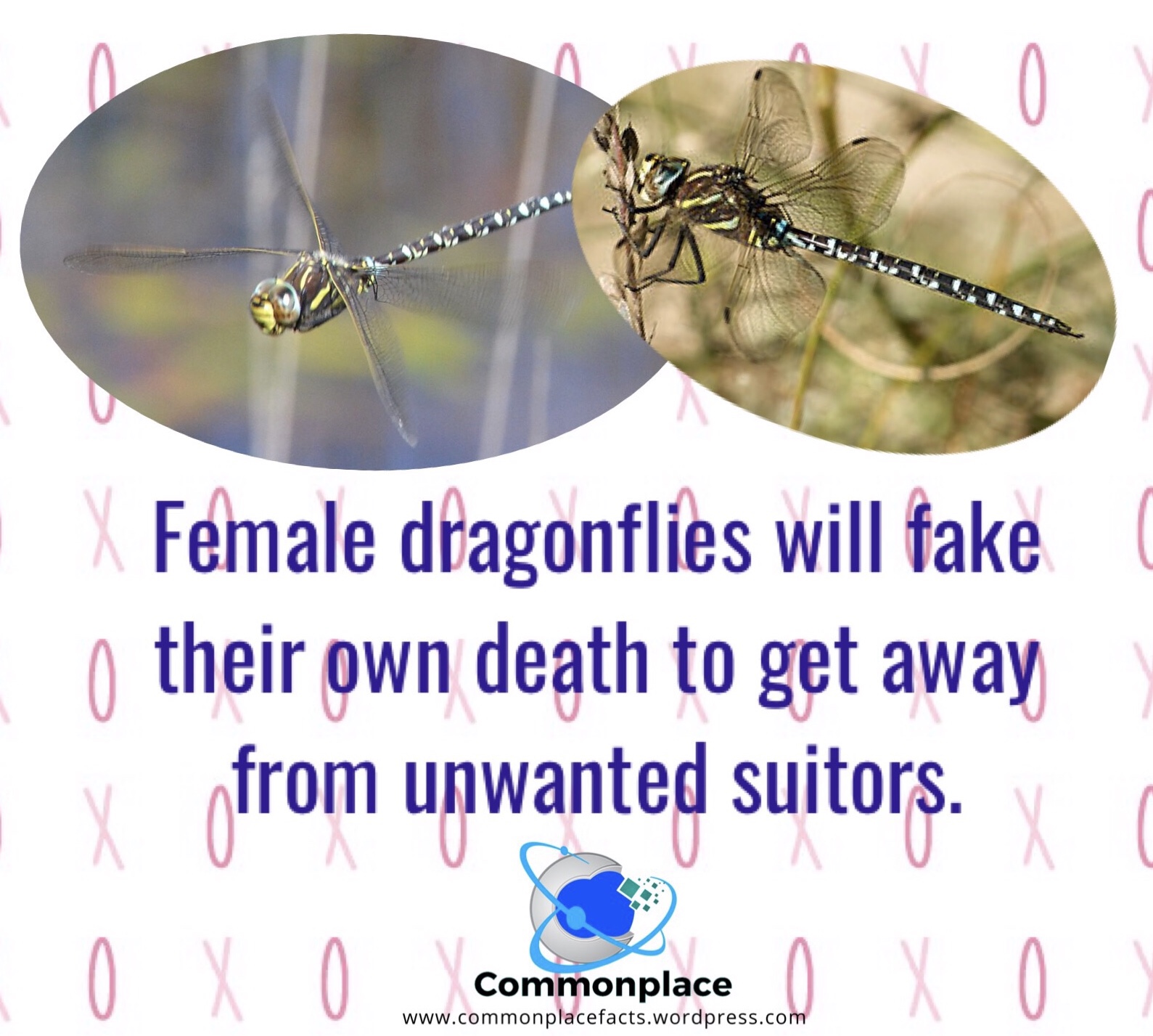 #dating #dragonflies #FakeDeath