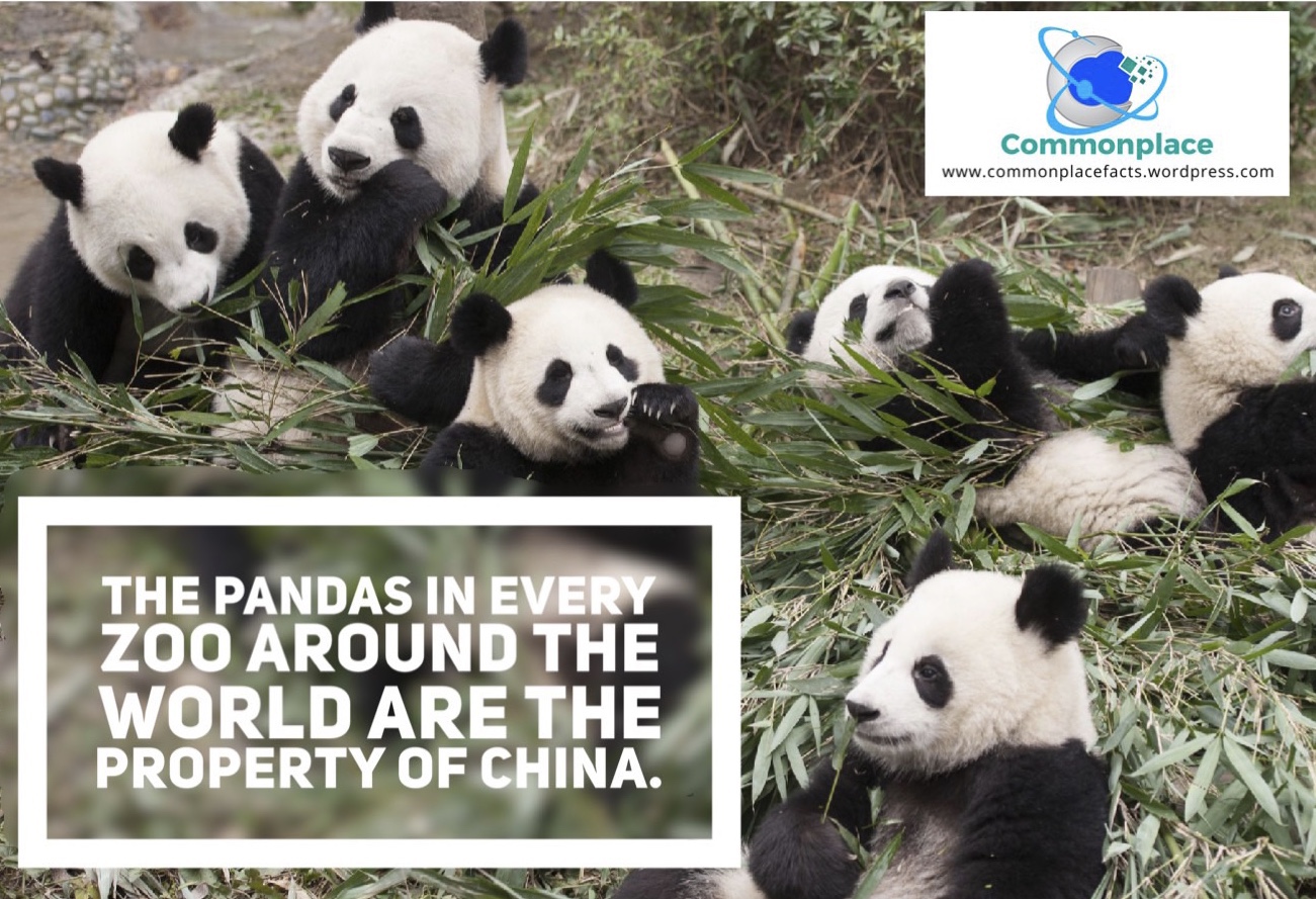 Every Panda in Every Zoo Belongs to China