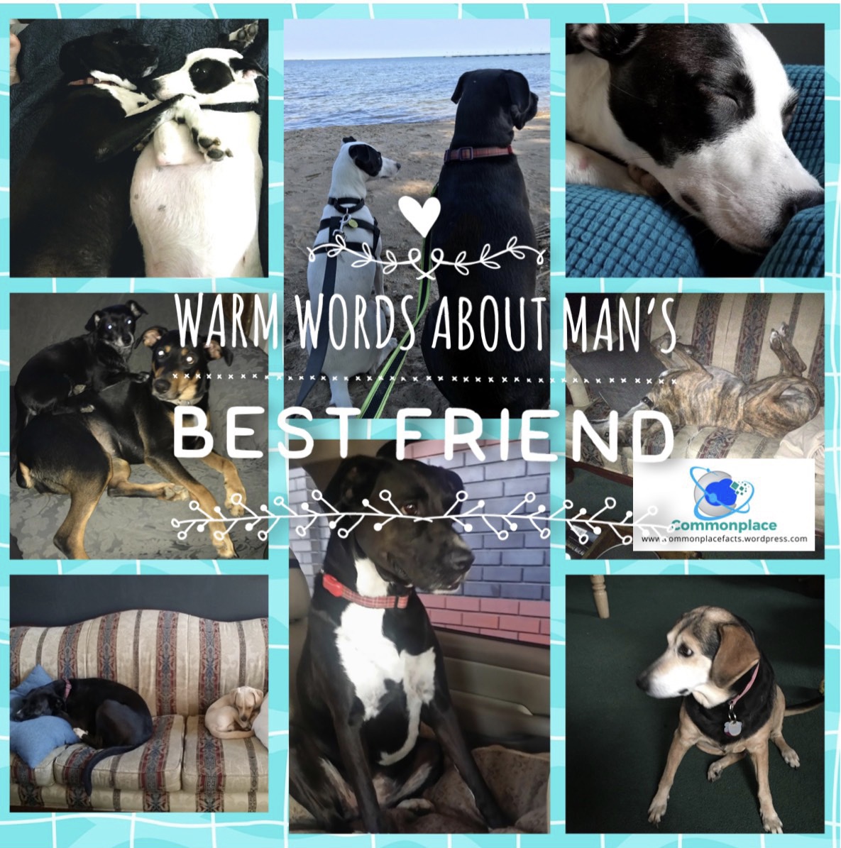 Warm Words About Man’s Best Friend