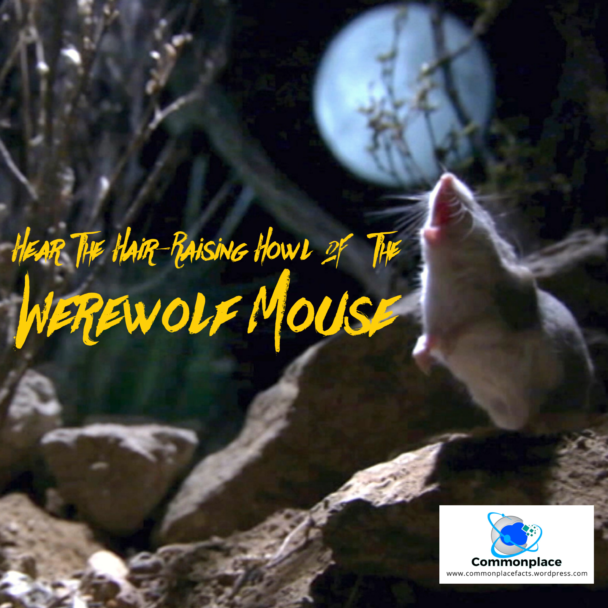 #werewolves, #werewolf #werewolfmouse #grasshoppermouse #howlingmouse