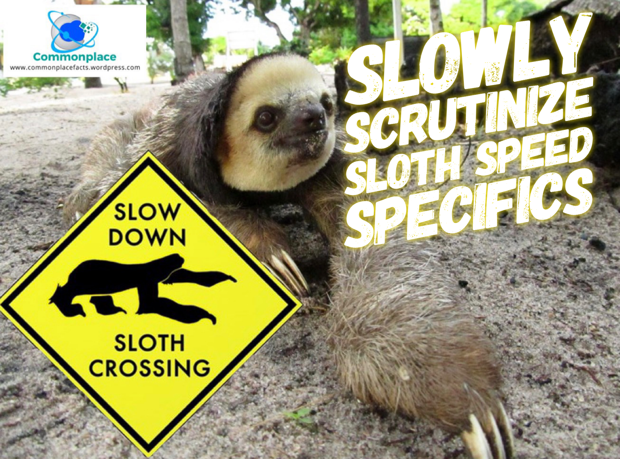 Slowly Scrutinize Sloth Speed Specifics 1 #sloths #speed #animals #funfacts