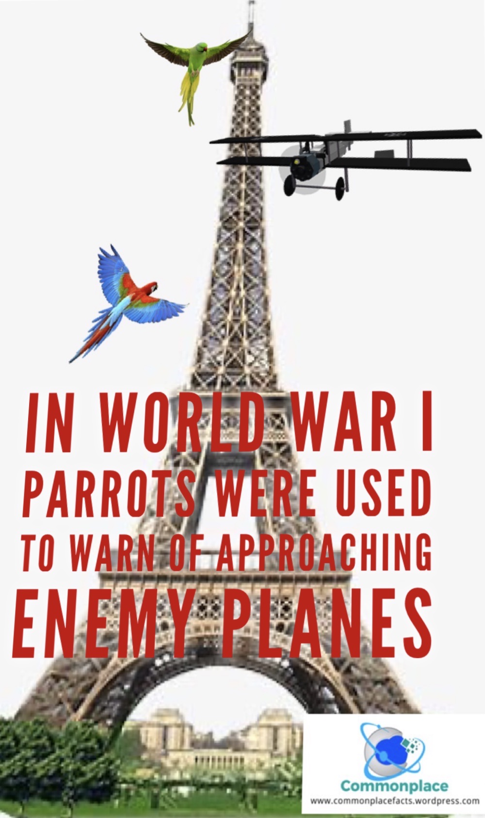 Parisian Parrots Protect People From Planes 1 #WWI #airplanes #parrots #Paris #EiffelTower