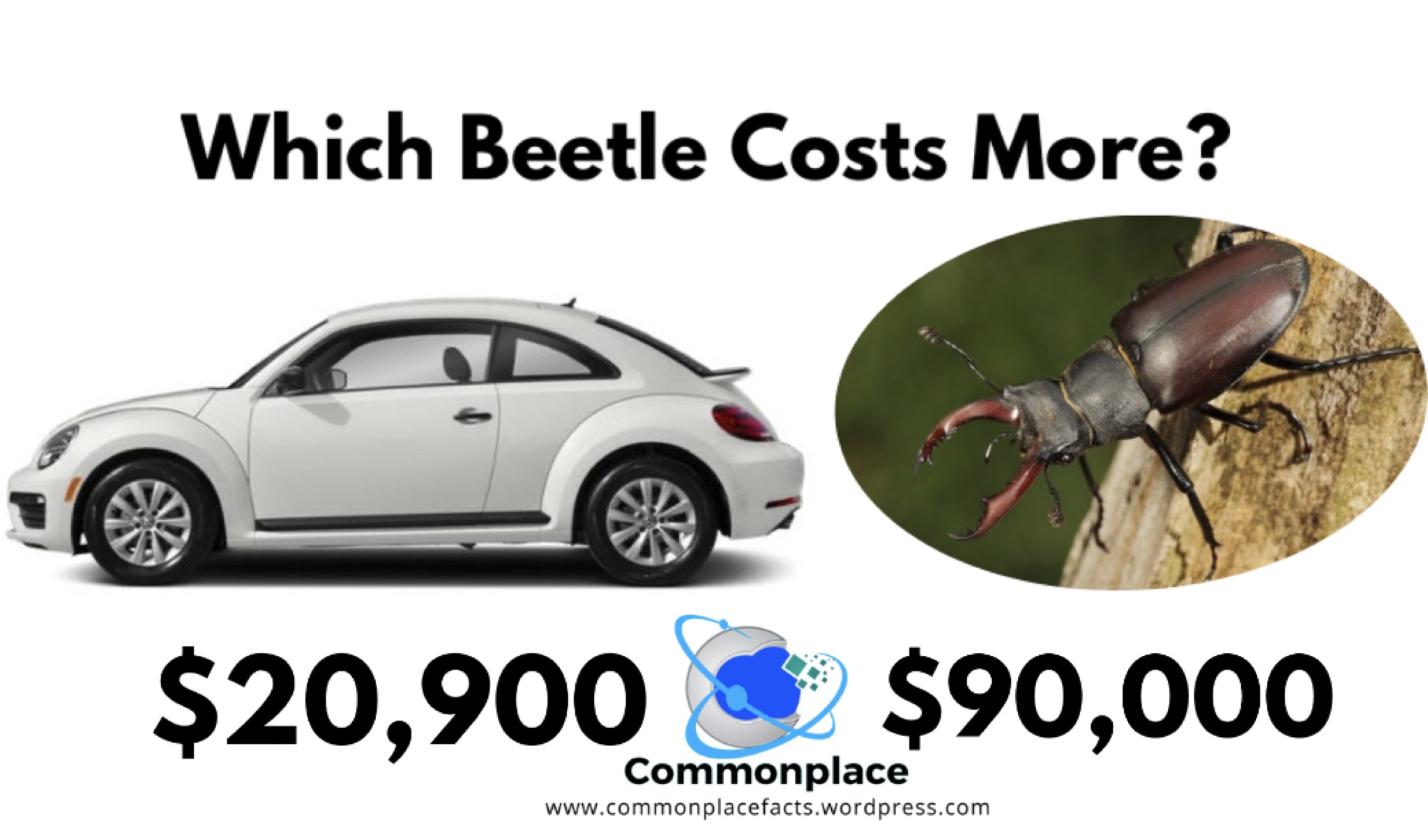 Which Costs More — A Volkswagen Beetle or a Stag Beetle?