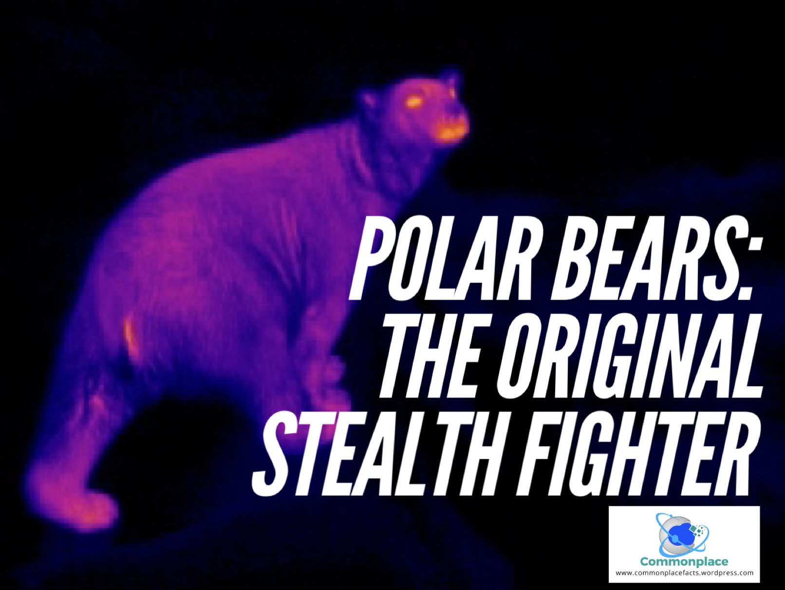 Polar Bears: the Original Stealth Fighter