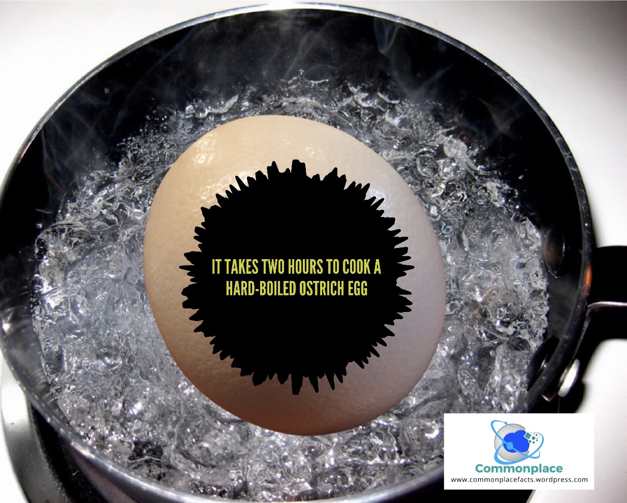 #ostriches #eggs #ostricheggs #cooking #food