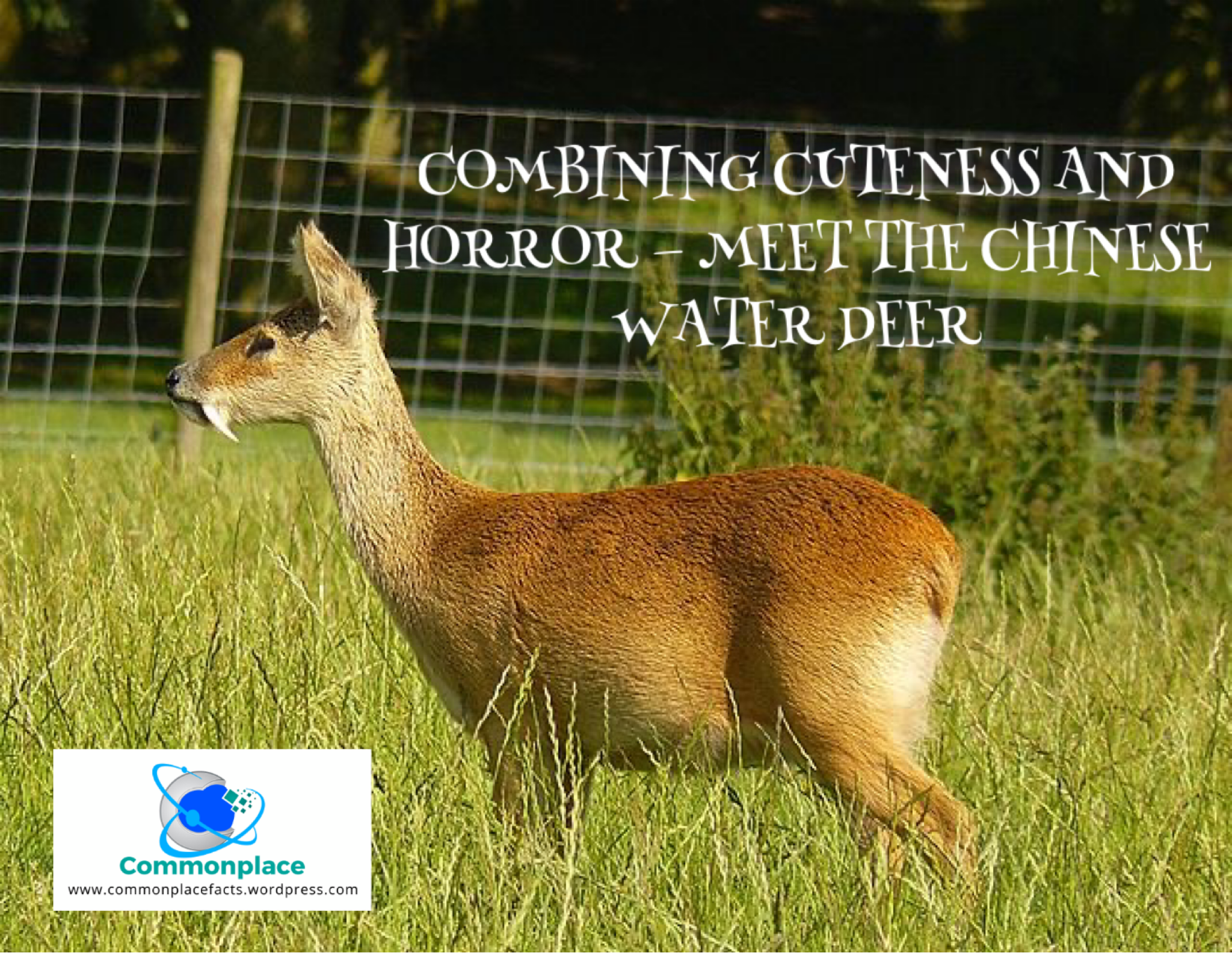 Combining Cuteness and Horror — Meet the Chinese Water Deer