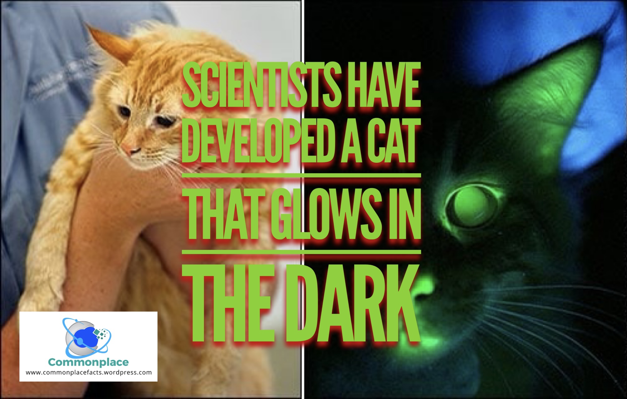 Scientists Create Glow in the Dark Cat — Because Normal Cats Apparently Aren’t Already Sufficiently Weird or Freaky