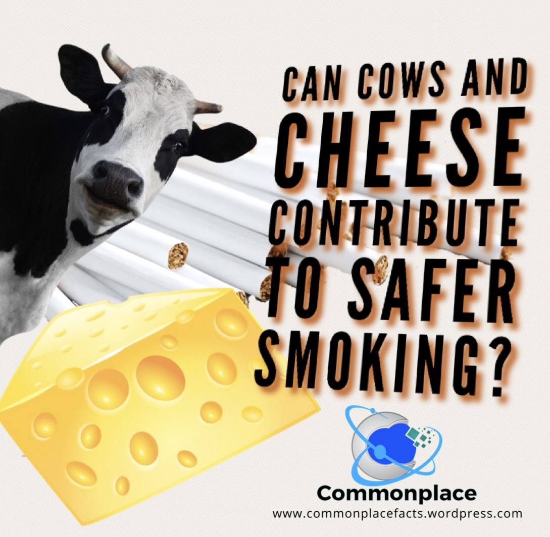 Can Cows — and Cheese — Contribute To Safer Smoking?