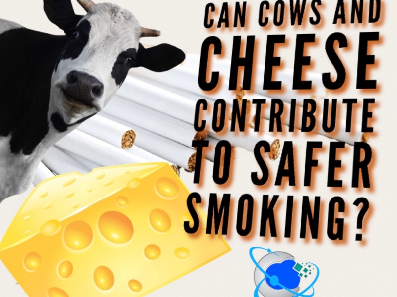 Can Cows — and Cheese — Contribute To Safer Smoking?