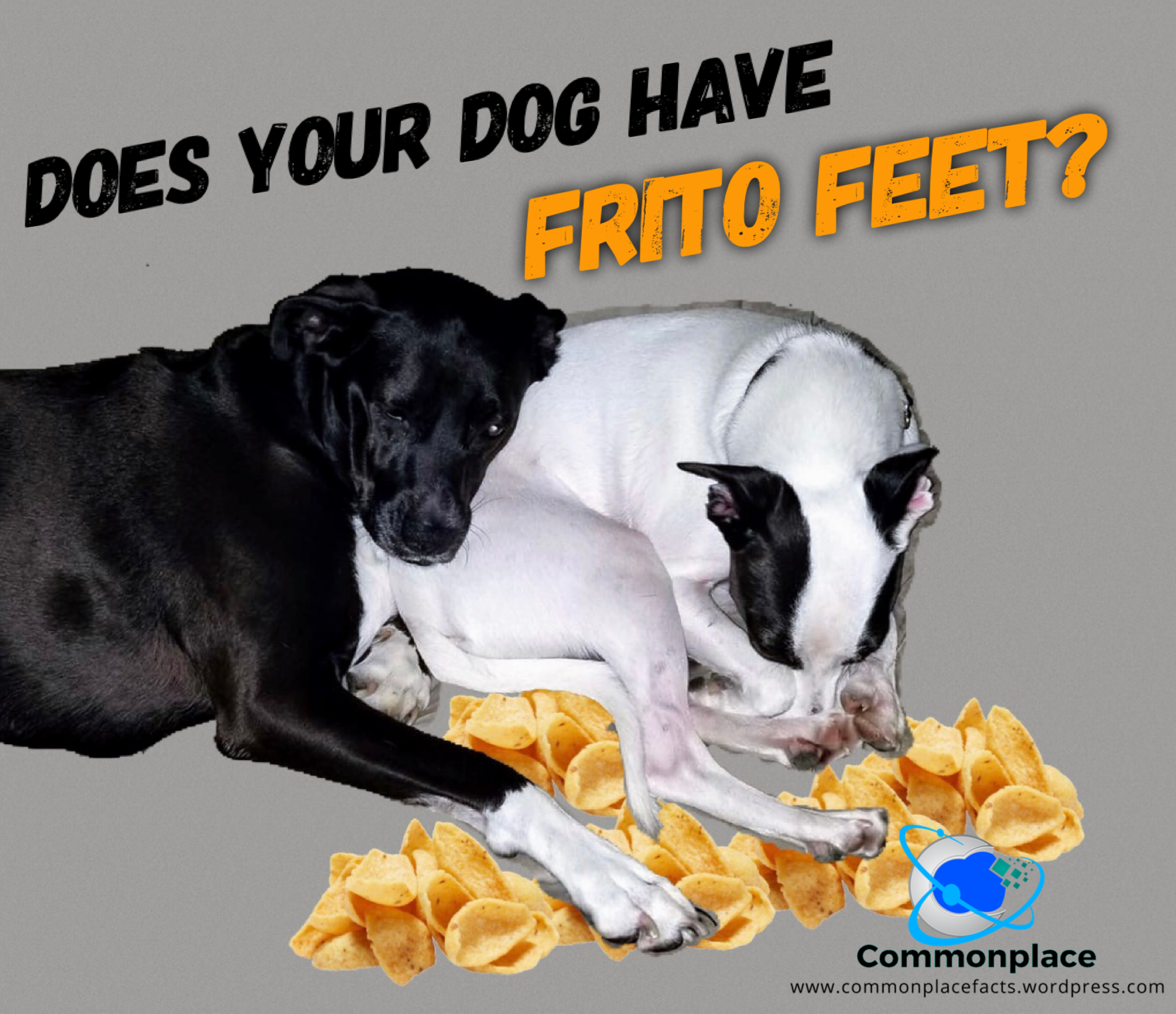 #dogs #feet #fritos #cornchips