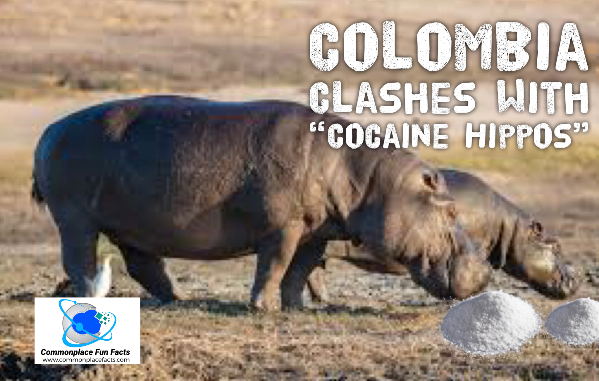 Colombia Clashes With Cocaine Hippos