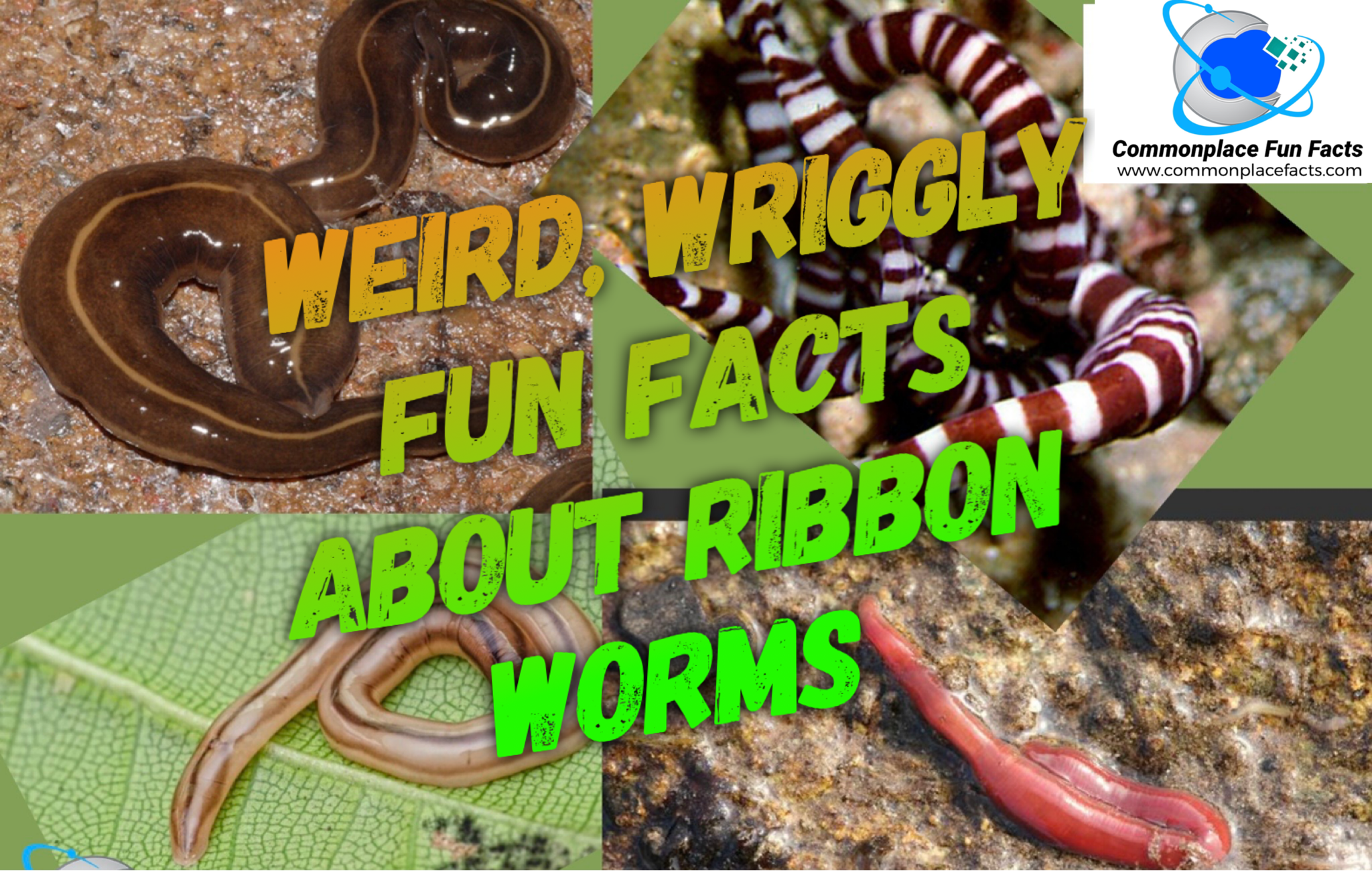 Weird, Wriggly Fun Facts About Ribbon Worms