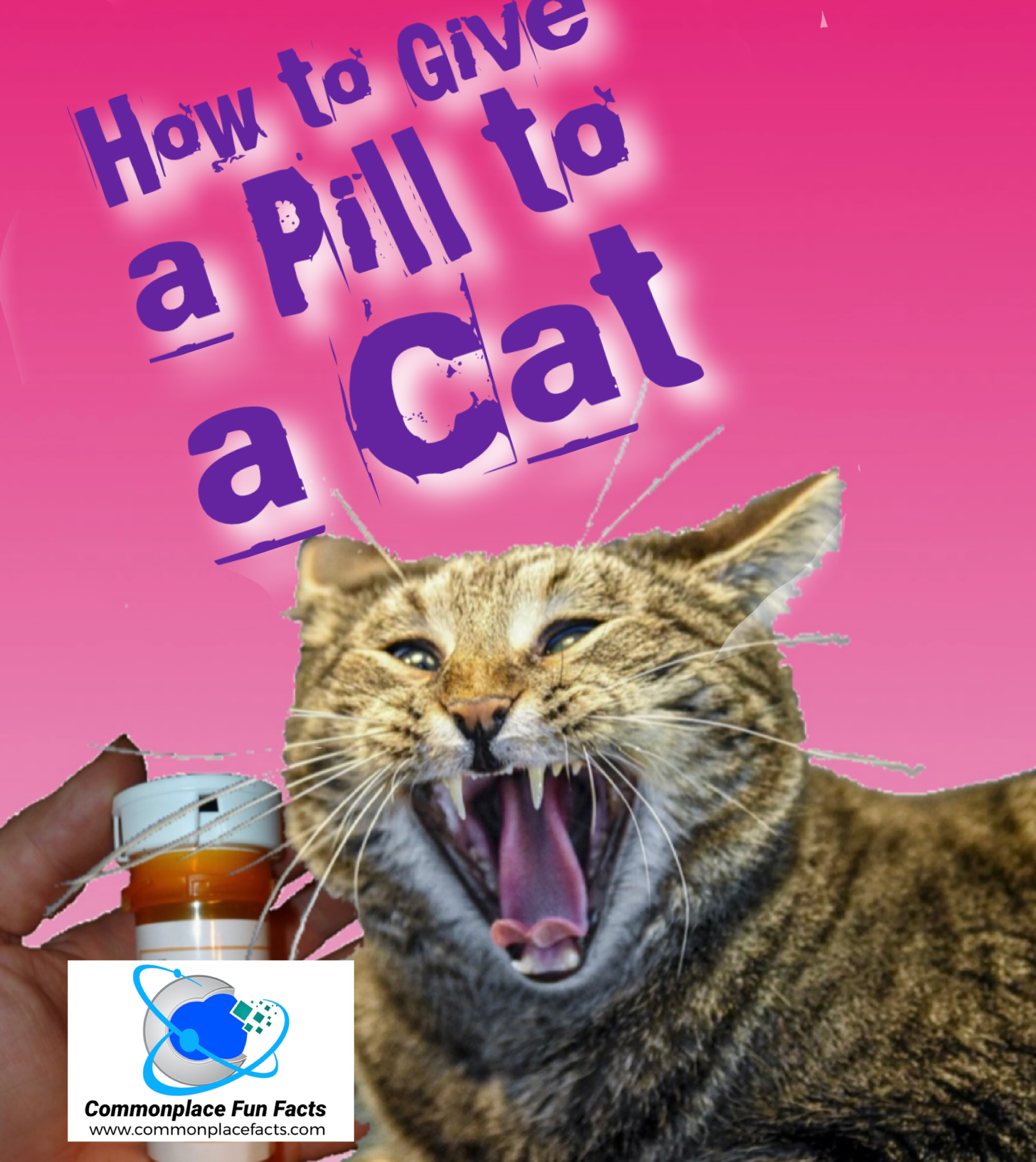How to Give a Cat a Pill — and How to Survive