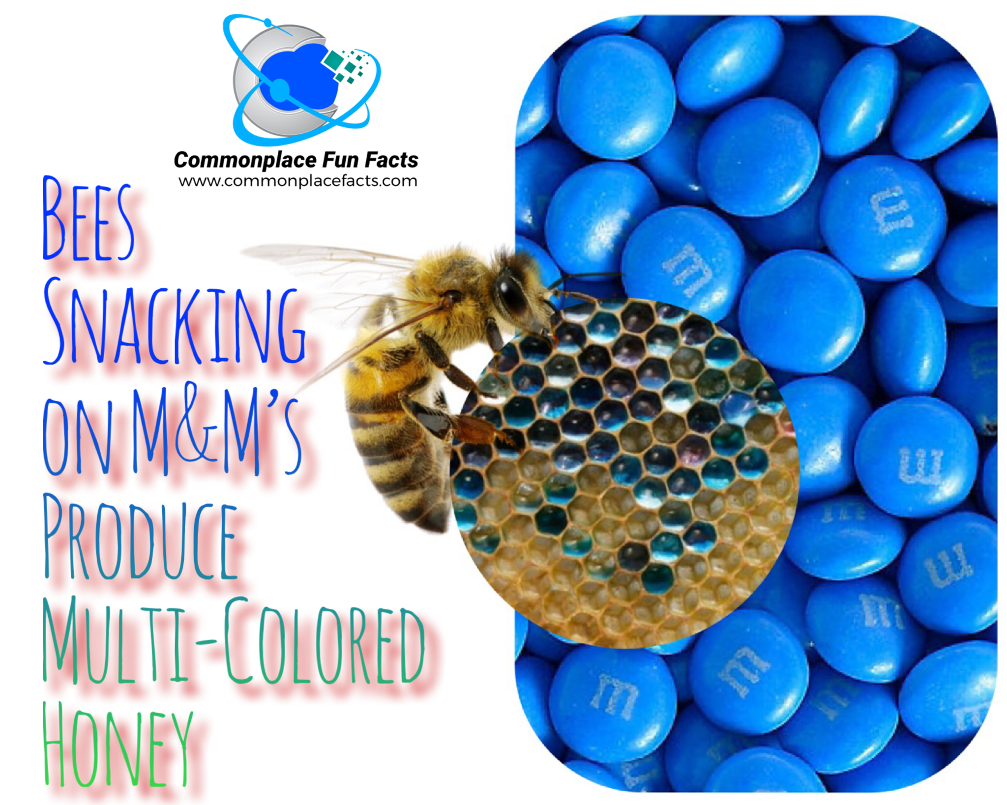 Bees Snacking on M&M’s Produce Multi-Colored Honey 1 bd508414 f5c6 4104 99e9 44ee8bc56d1b