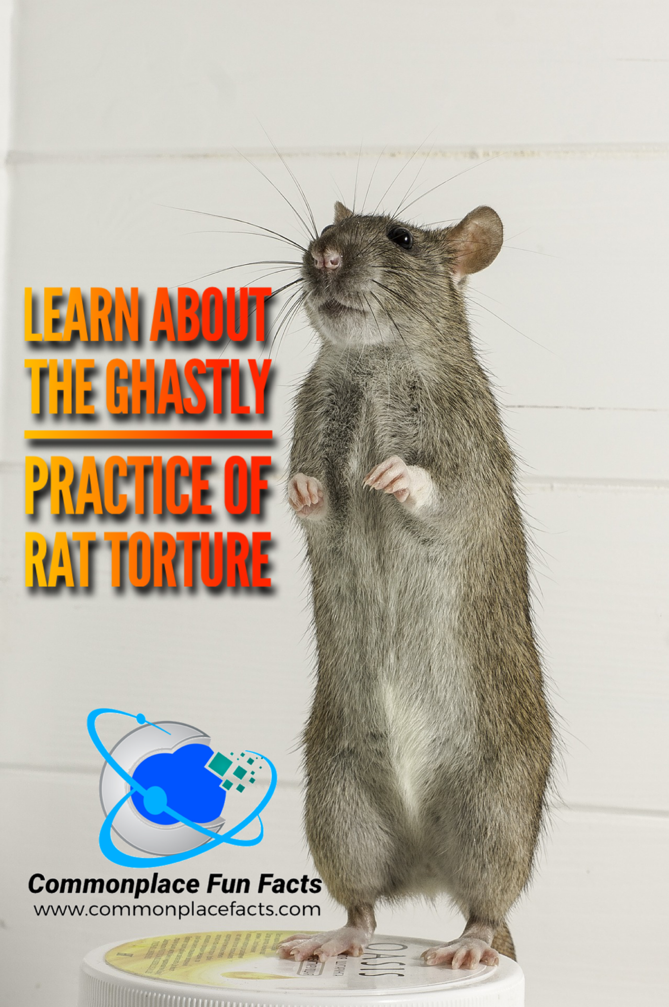 #Rats #Torture
