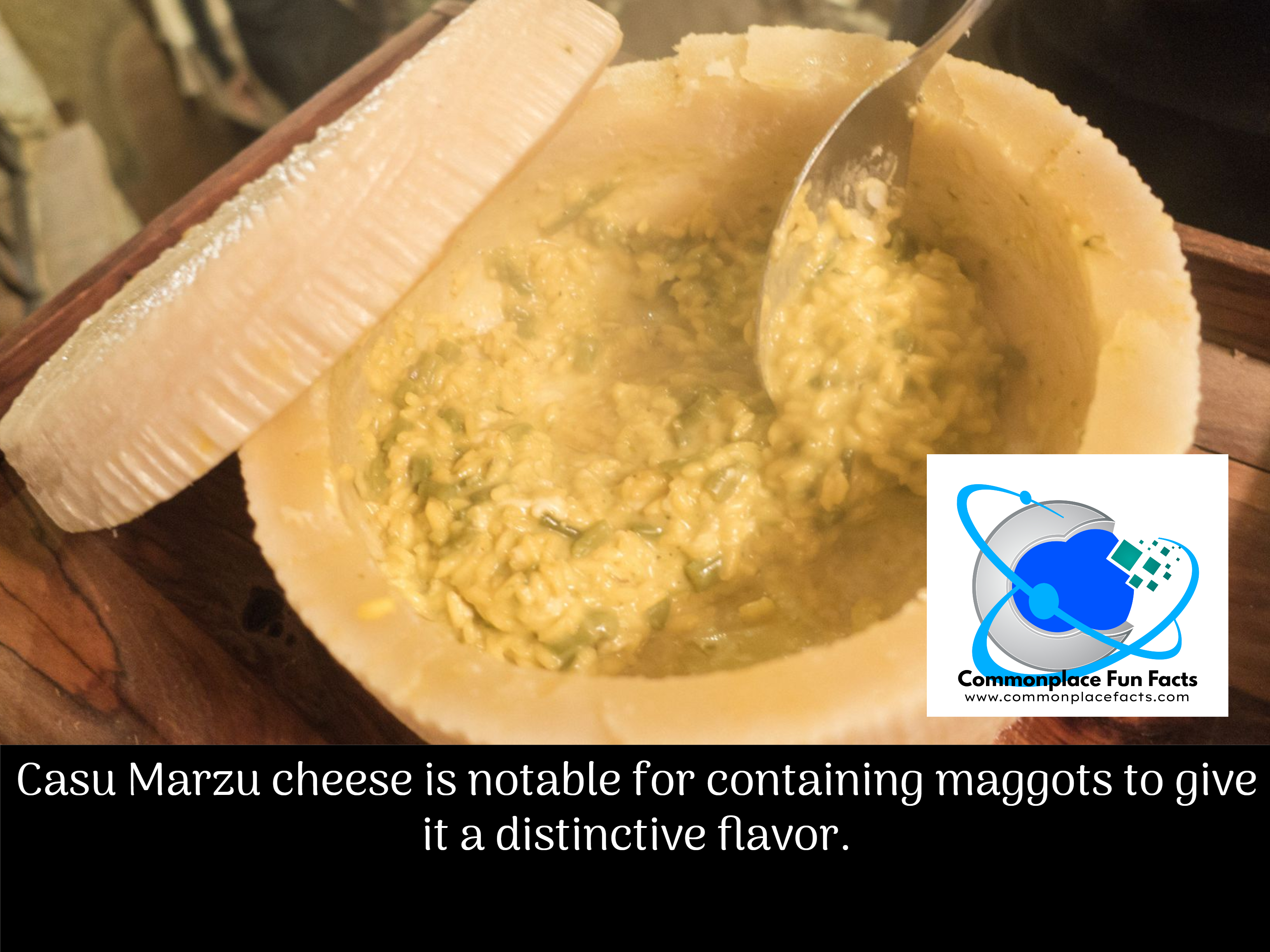 The Early Bird Gets the Worm ... and the Cheese It Lives In 1 casu marzu cheese