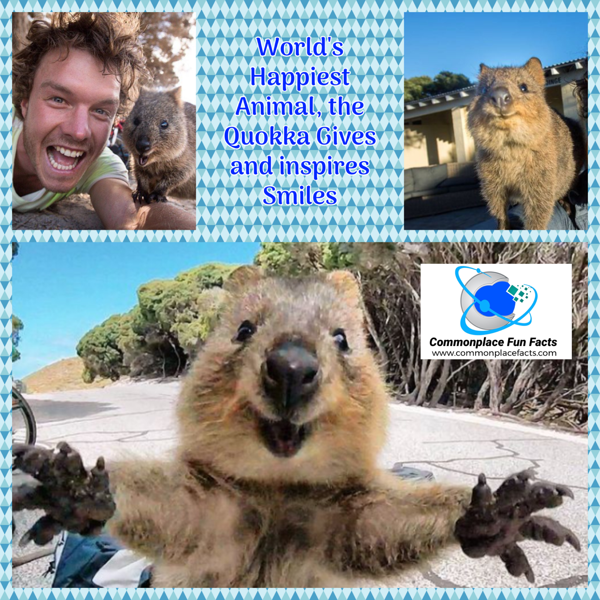 World’s Happiest Animal, the Quokka Gives and Inspires Smiles
