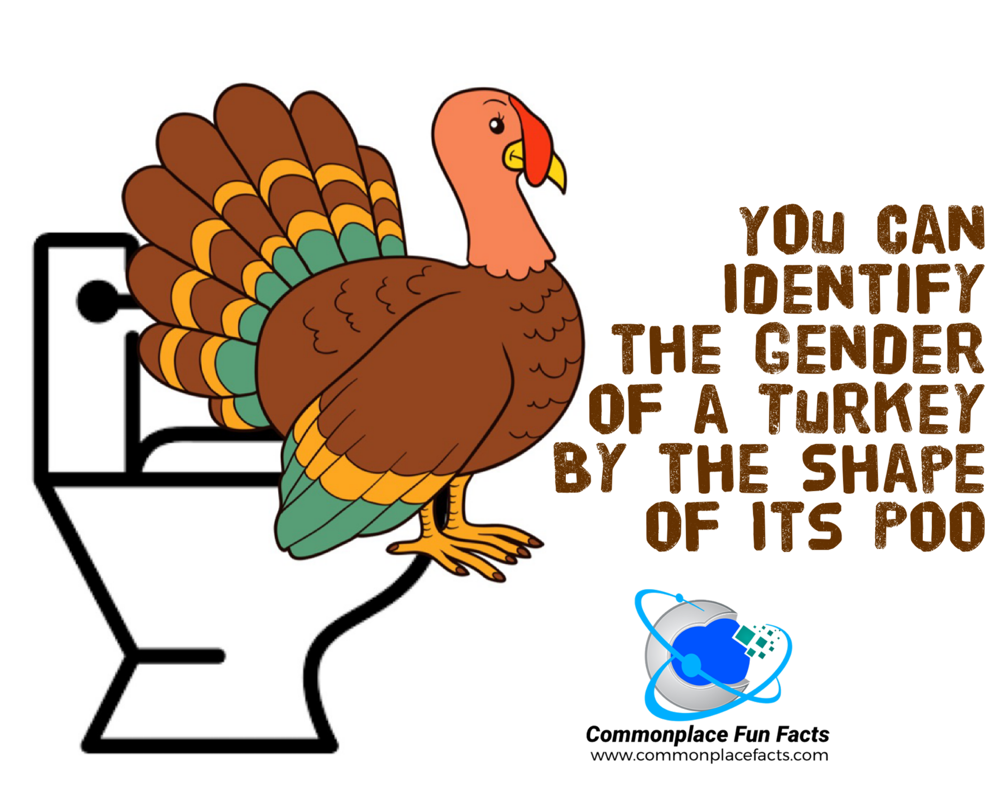You Can Identify the Gender of a Turkey by the Shape of Its Poo