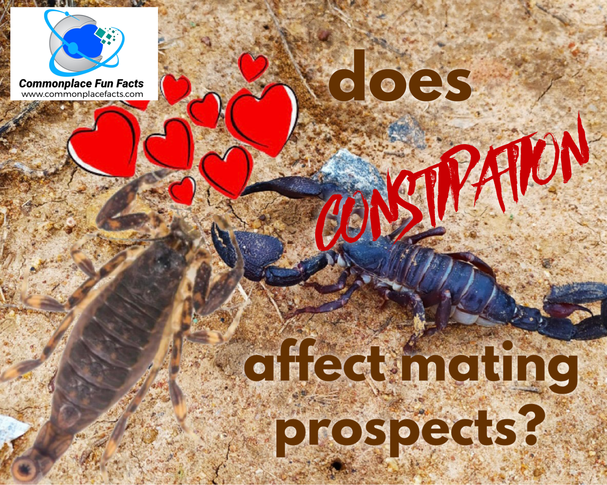 Does Constipation Affect Mating Prospects?