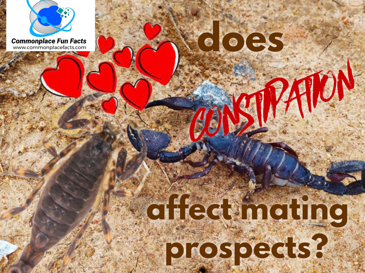 Does Constipation Affect Mating Prospects?
