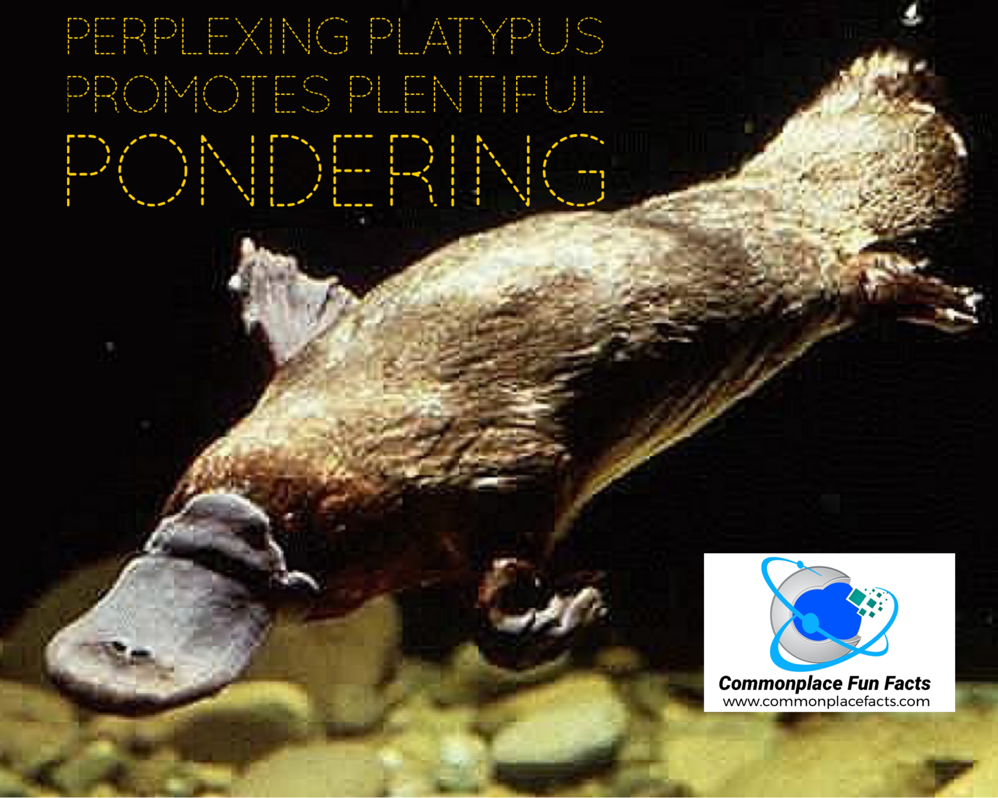 Perplexing Platypus Promotes Plentiful Pondering