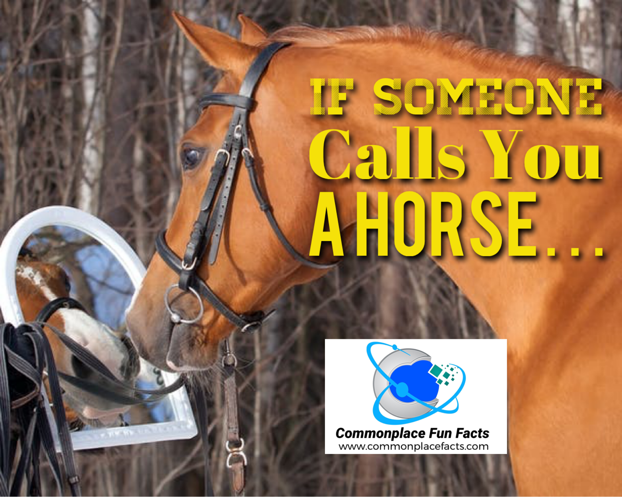“The first time someone calls you a horse you punch him in the nose. The second time someone calls you a horse, you call him a jerk, but the third time someone calls you a horse, well then perhaps it's time to go shopping for a saddle."